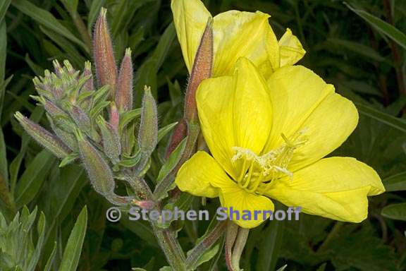 oenothera elata ssp hookeri 2 graphic